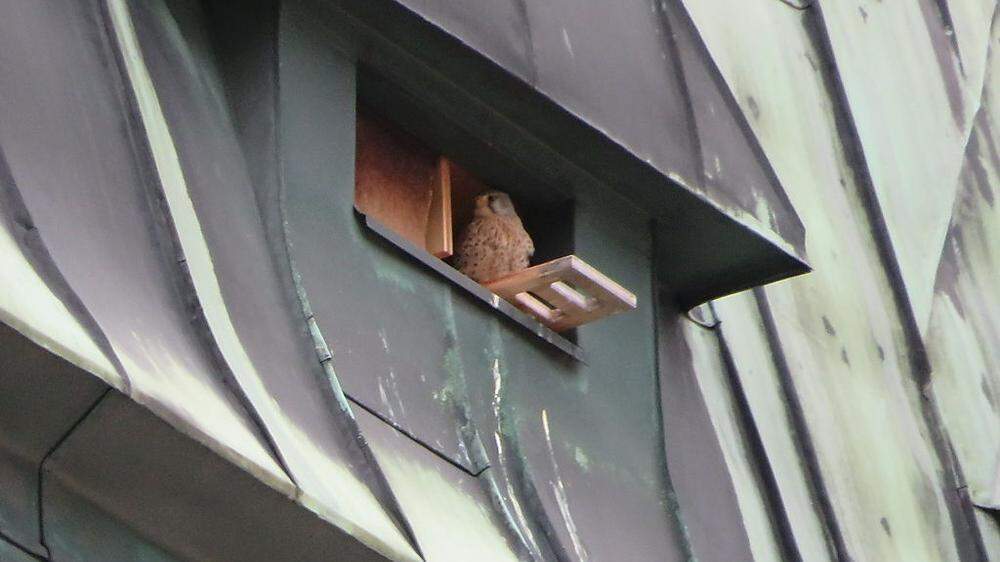 Die Falken sind im Rathausturm „eingezogen“	
