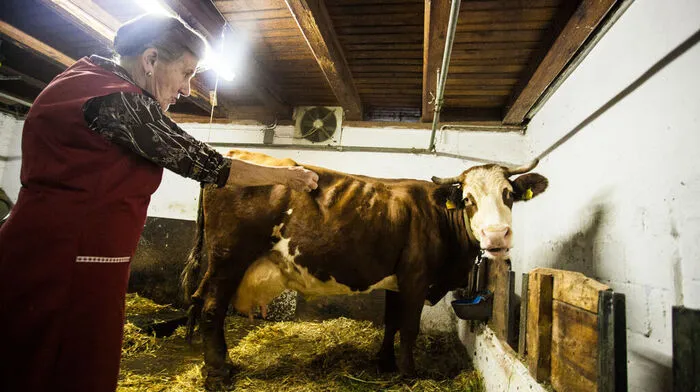 Emma Kaimbacher mit ihrer Lieblingskuh Blas. Sie sucht für ihr Tier ein neues Zuhause