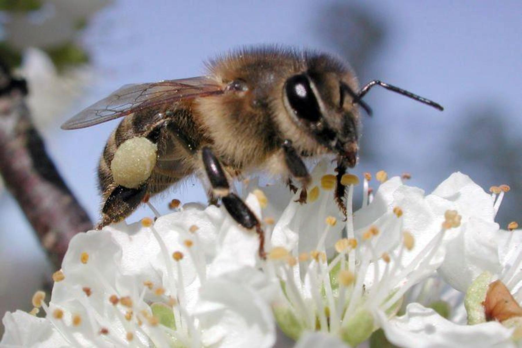 Imker in Kärnten: Künstliche Intelligenz soll Bienen schneller erkennen