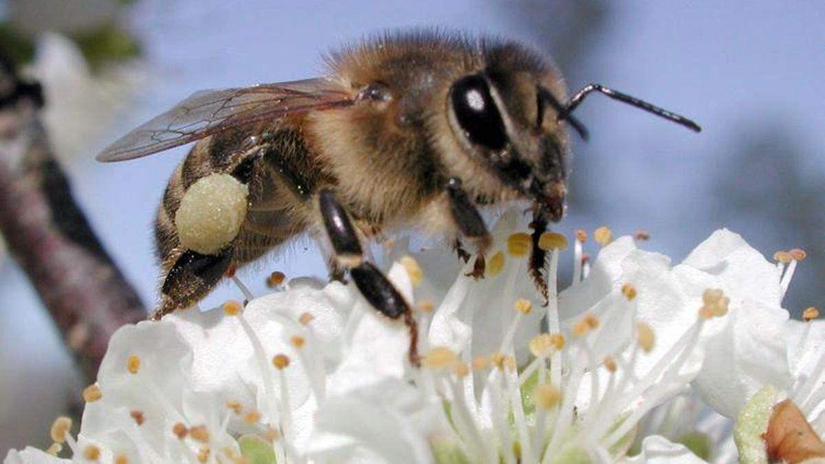 Die Klassifizierung von Bienen soll vereinfacht werden