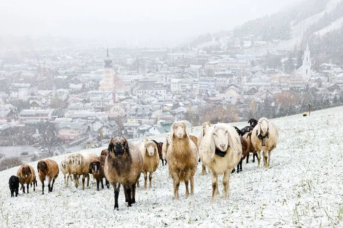 Die Schneefallgrenze sank im oberen Ennstal bis in die Tallagen - hier etwa in Schladming.