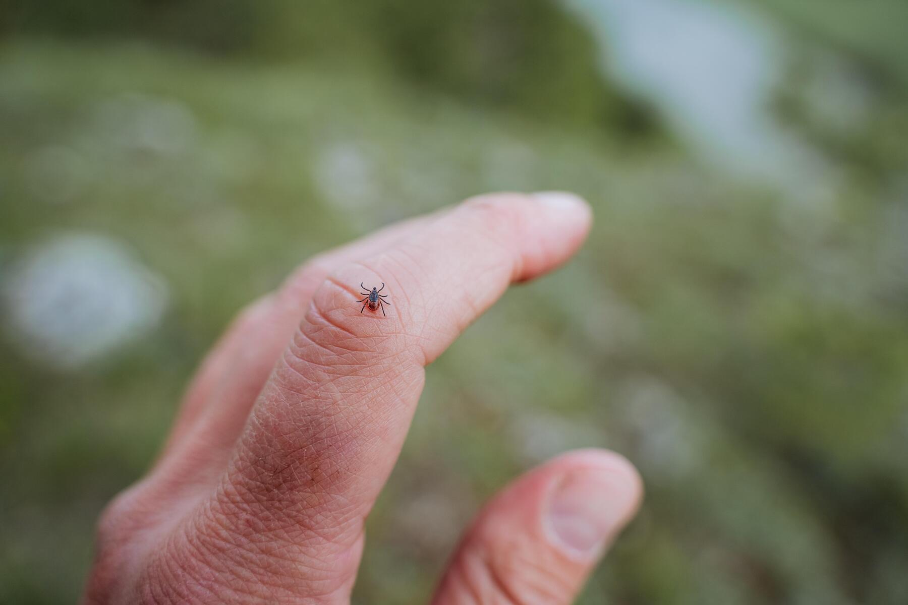 Auch in der Steiermark: Neues Zeckenvirus erstmals in Österr