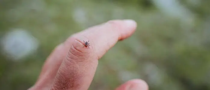 Zecken können FSME-Viren sowie Borrelien-Bakterien übertragen. Nun wurde auch das Alongshan-Virus nachgewiesen