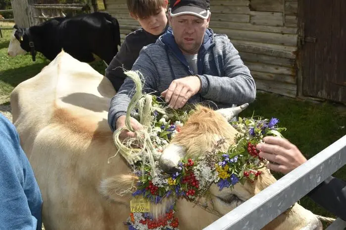 Auch in diesem Jahr bekamen die Kühe und zwei Ziegen in der Nähe der Kaltwiesenhütte ihren Kopfschmuck und wurden anschließend zur Almwiese bei der Kaltwiesen abgetrieben, wo sie von zahlreichen Schaulustigen empfangen wurden.