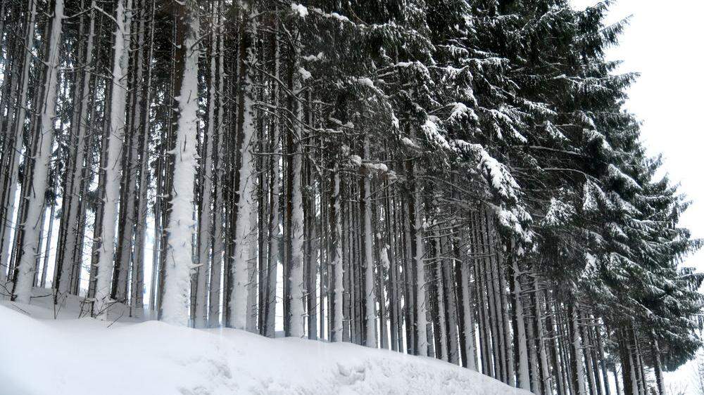 Über 13 Millionen Euro Schaden durch Schneelast in Salzburgs Wäldern