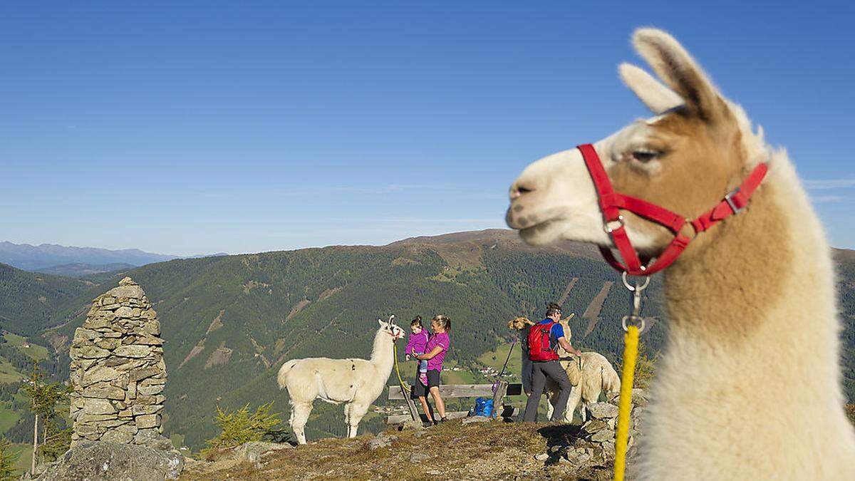 Lama-Trekking vom Katschberg auf die Krangler Alm macht der ganzen Familie Spaß