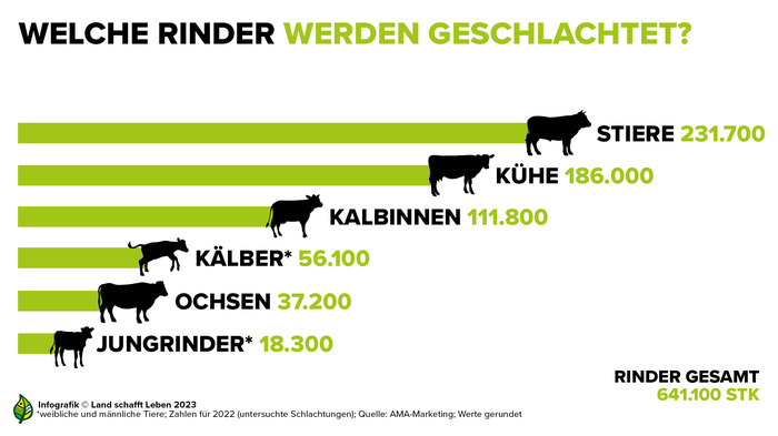 So viele Rinder werden in Österreich geschlachtet  | Am meisten Rindfleisch wird über die Schlachtung von Stieren produziert 