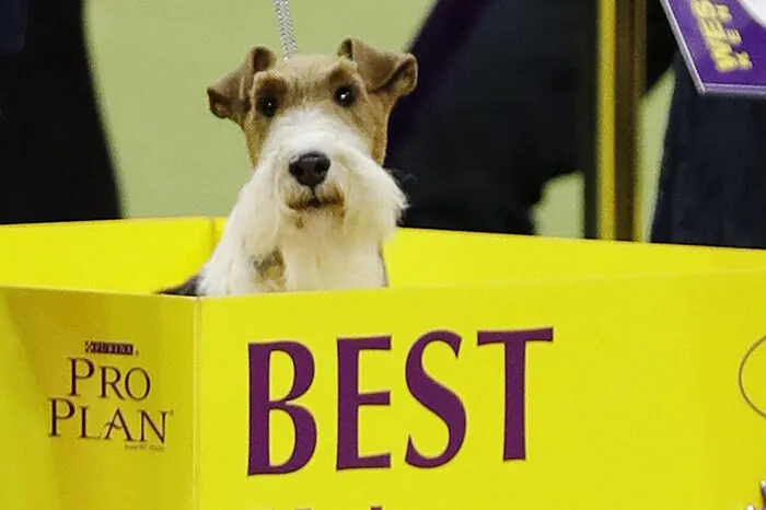 Zum 15. Mal hat damit ein Drahthaar-Foxterrier den begehrten Titel geholt.