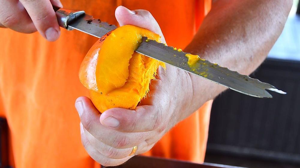 Tropische Temperaturen: Italiens Mangoanbau voll in Fahrt