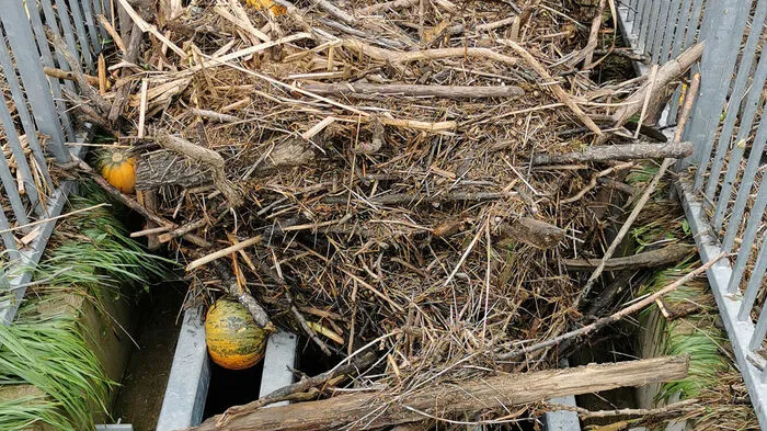 Am Tag nach dem Unwetter im Bzeirk Jennersdorf, am Sonntag in der Früh (16. August), waren die Wassermassen zurückgegangen. Zurück blieben Verklausungen, abgerissene Äste und Kürbisse, die der Regen weggeschwemmt hat.