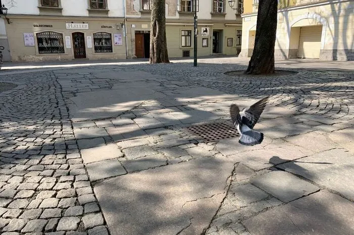 Auf dem Färberplatz waren immerhin drei Tauben zu sehen.