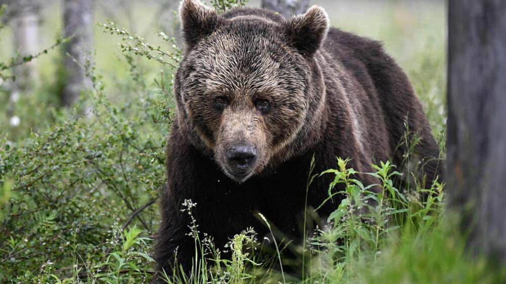 Braunbären sind in den Wäldern in Italien heimisich. (Sujetbild)
