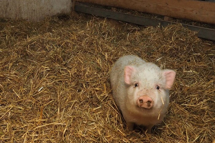 Den ganzen Nachmittag lang wurde geschaut, gestreichelt, gefüttert, vegan und vegetarisch gegessen und getrunken und gescherzt.