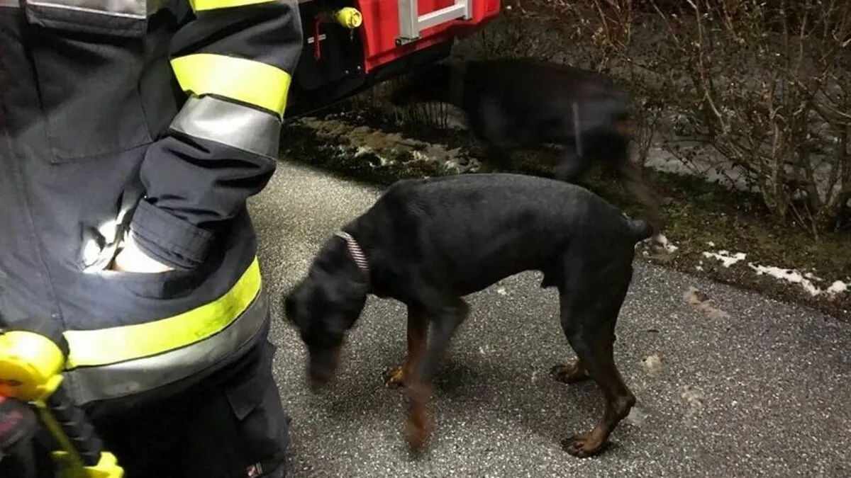 Zwei Dobermänner hatten sich in der Nacht auf Samstag in Köflach verirrt