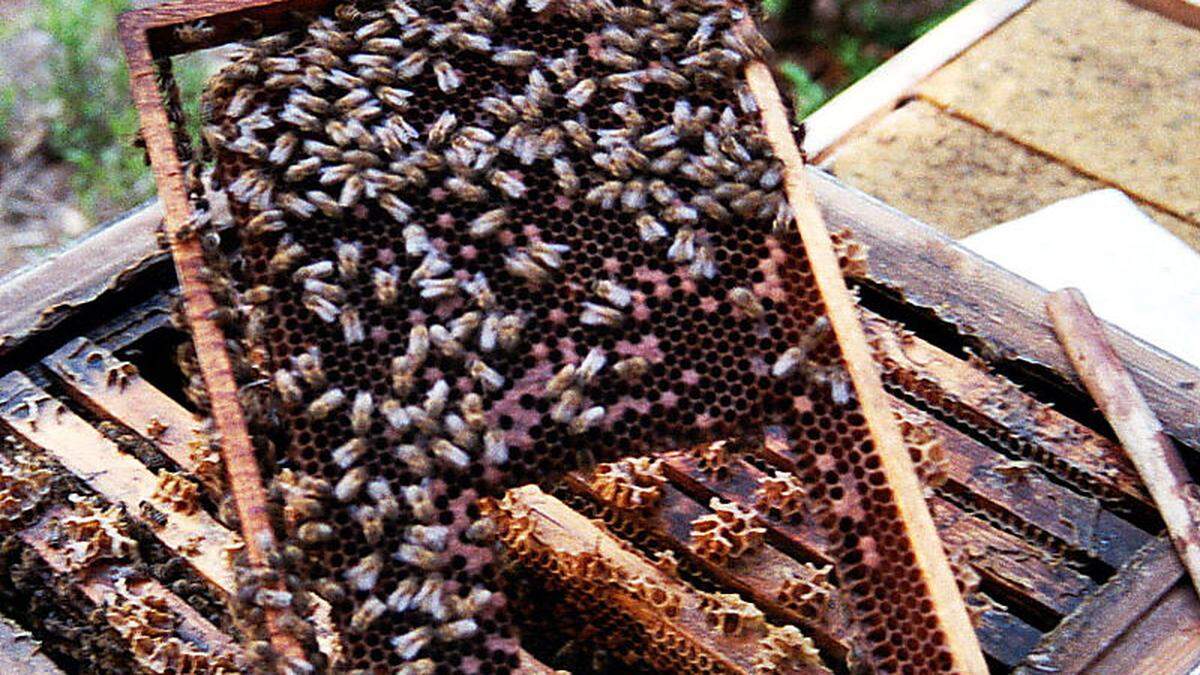 Die Faulbrut ist eine für Bienen hoch ansteckende Krankheit - für den Menschen völlig ungefährlich