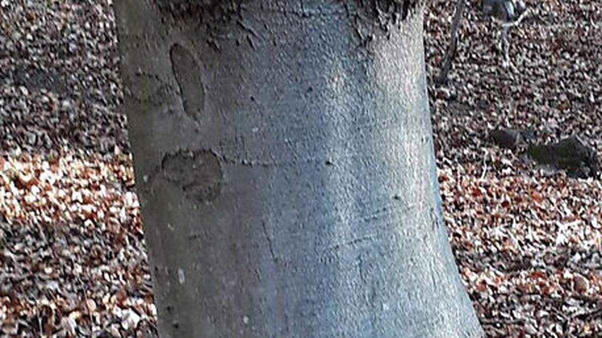 Raten Sie mal, warum dieser Baum im Wald garantiert auffällt.