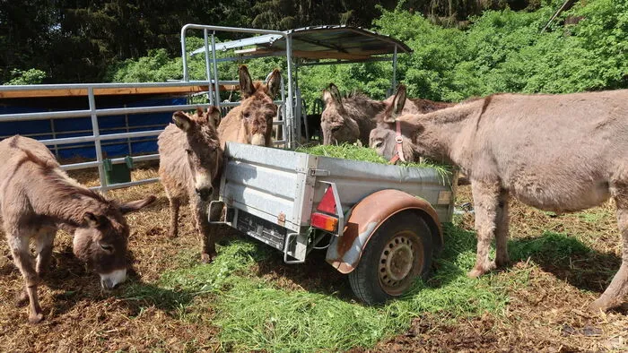 Die Seniorengruppe der Eselherde lässt sich die Mahlzeit schmecken.