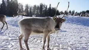 Rentiere haben von der Natur beeindruckende Fertigkeiten erhalten | Im Sommer strahlen die goldgelben Augen bis zu 95 Prozent des Lichts sofort wieder ab, die tiefblauen Winteraugen nur 40 Prozent