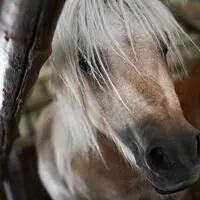 Das tote Pony ist am Donnerstag gefunden worden