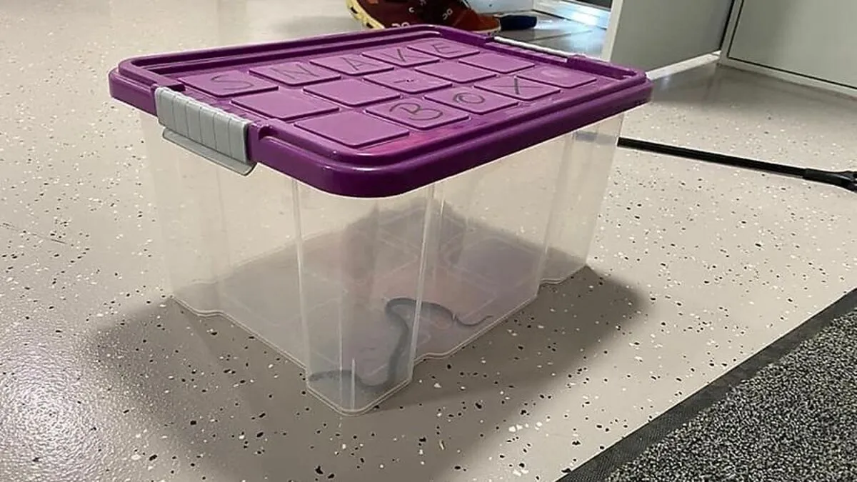 In einem Sicherungskasten im Rüsthaus der FF Maria Lankowitz versteckte sich die Ringelnatter