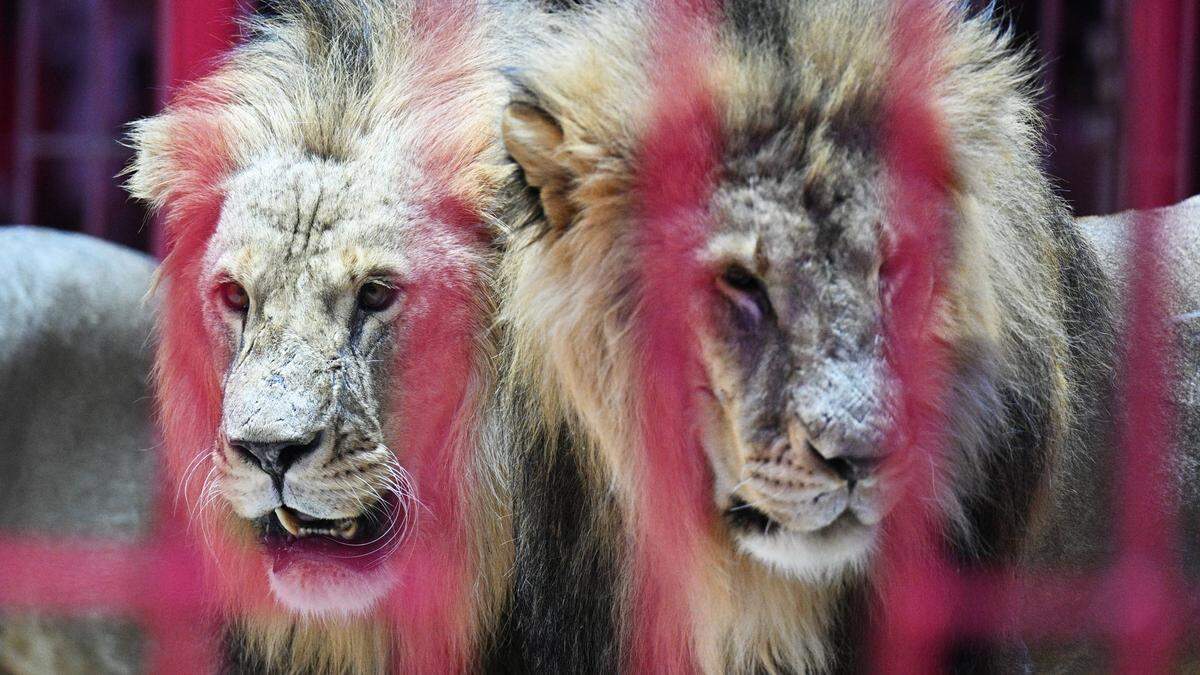 Nach Flucht der Löwen in Italien | Der Auftritt von Raubtieren ist im Zirkus „Ronny Roller“ ab jetzt untersagt