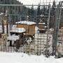 Zwölf Huskys warten im Tierheim Arche Noah Graz ungeduldig auf ein neues, liebevolles Zuhause