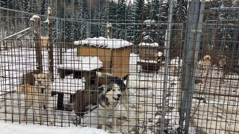 Zwölf Huskys warten im Tierheim Arche Noah Graz ungeduldig auf ein neues, liebevolles Zuhause