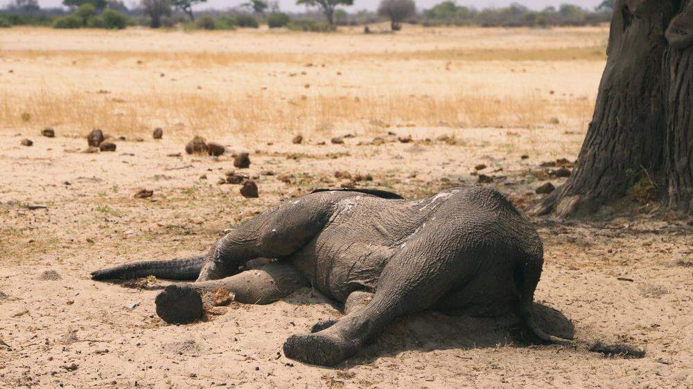 200 Elefanten sind in Simbabwe verdurstet
