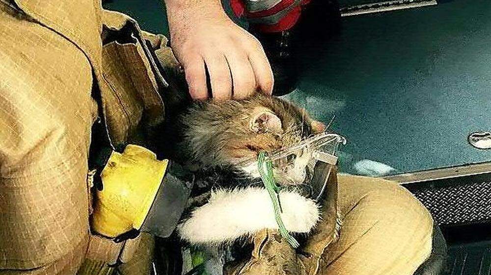 2015 wurde eine Katze vom Roten Kreuz mit Sauerstoff aus einer Beatmungsmaske versorgt (Bild), erwachte kurz darauf wieder und wurde zur Kontrolle in eine Tierklinik gebracht.