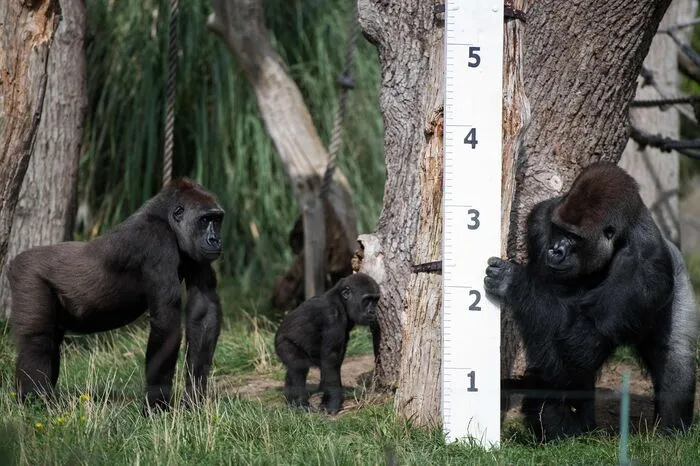Vom Gorilla ...