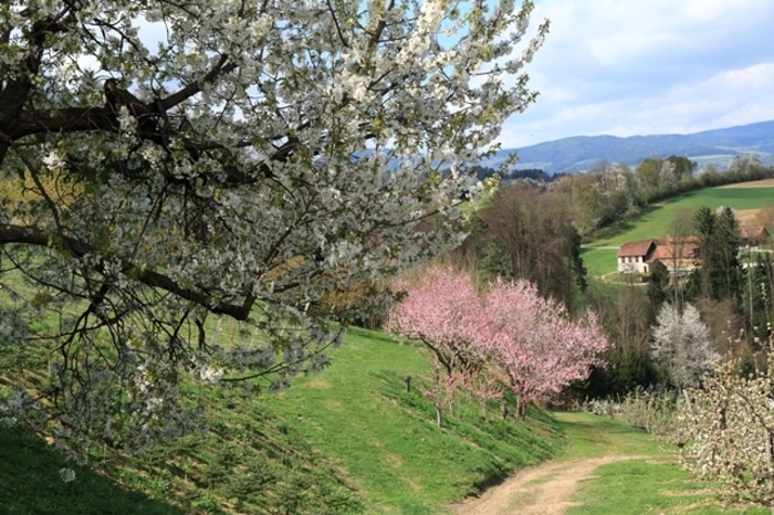Hans Stelzer war in einem blühenden Obstgarten im Pöllauer Tal unterwegs