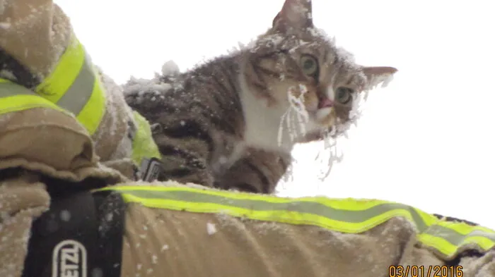 Dieses Bild stammt aus dem Vorjahr. Katze Mira wurde in Greinbach von einem Baum gerettet. Sie war sichtlich unterkühlt.