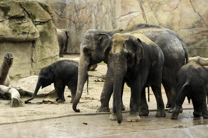 16 Asiatische Elefanten leben im KölnerElefantenpark, dem mit 20.000 Quadratmeterngrößten und modernsten Elefantenparknördlich der Alpen.