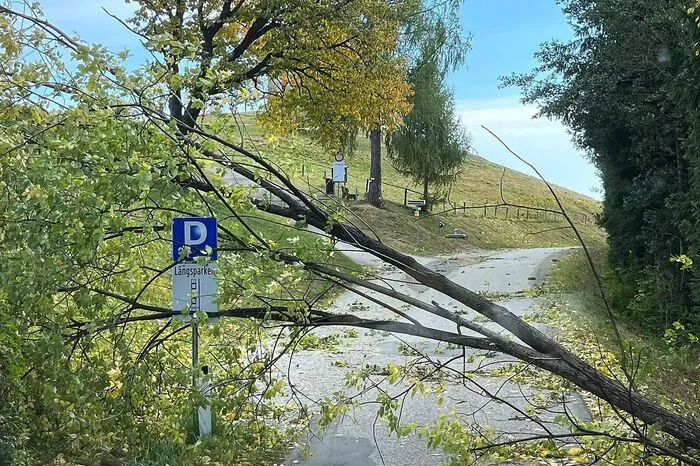 Der Wind brachte zahlreiche Bäume zum Einsturz.