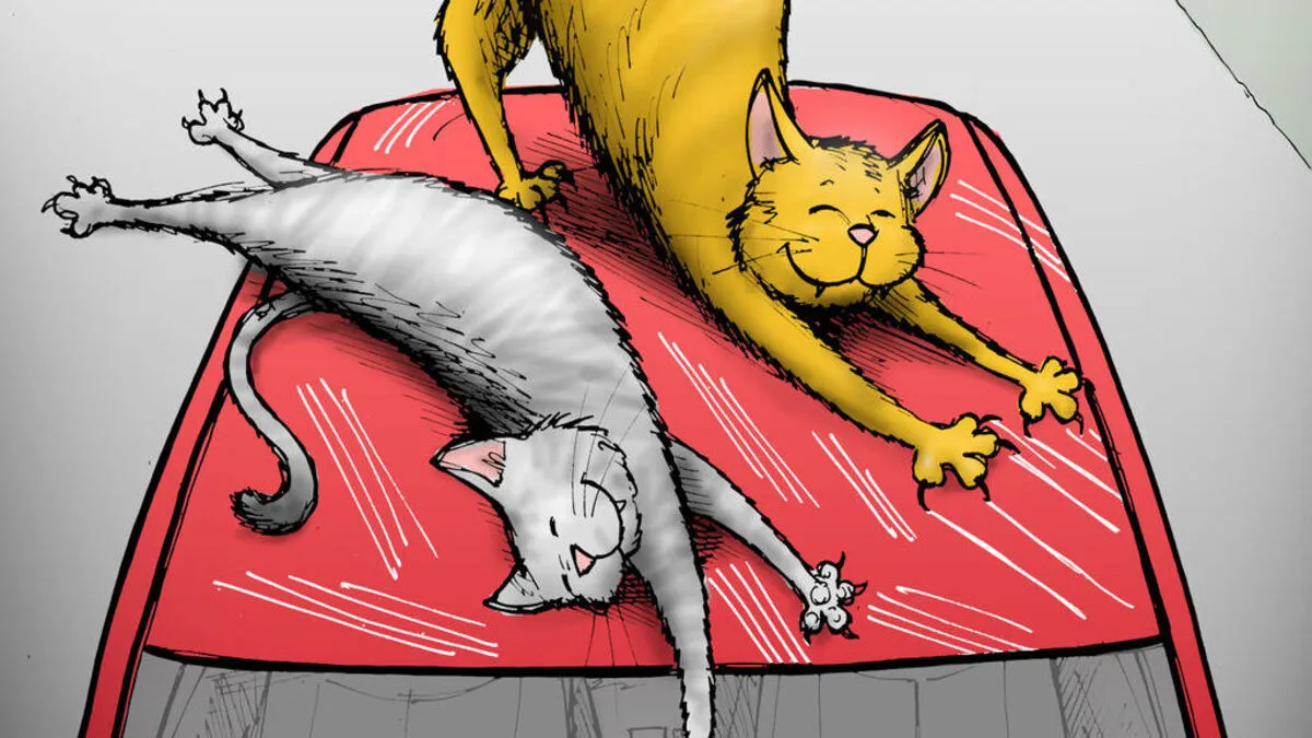 Normalerweise fahren Katzen ihre Krallen nicht aus