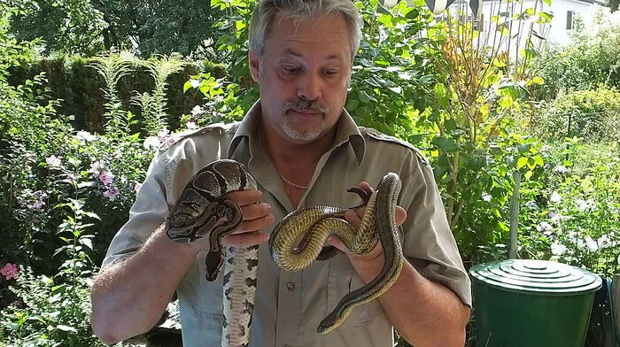 Schlangenexperte Werner Stangl mit der Königspython und der Vierstreifennatter