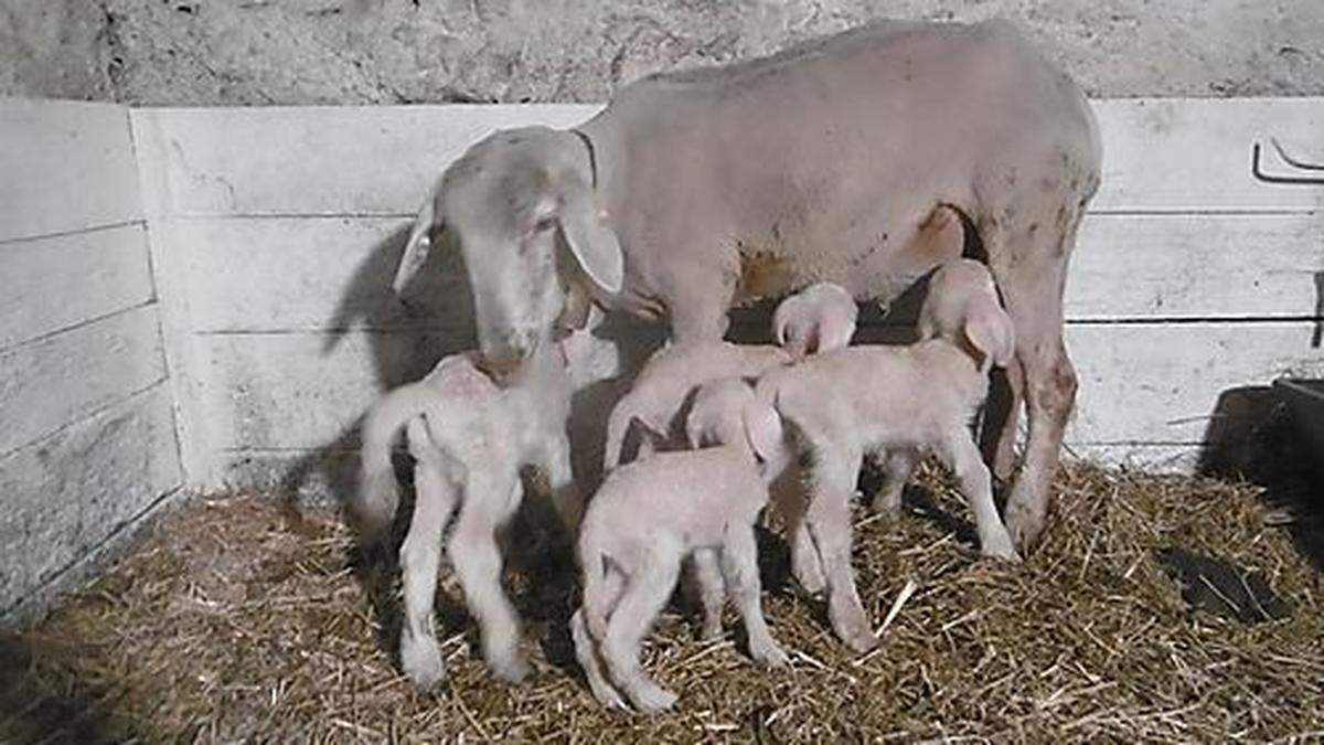 Die Schaf-Mama mit ihren Vierlingen