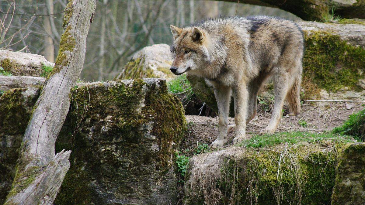 Immer wieder streifen Wölfe durch die Region, zuletzt nachgewiesen wurde ein besendertes Schweizer Tier, das durch das Ausseerland wanderte
