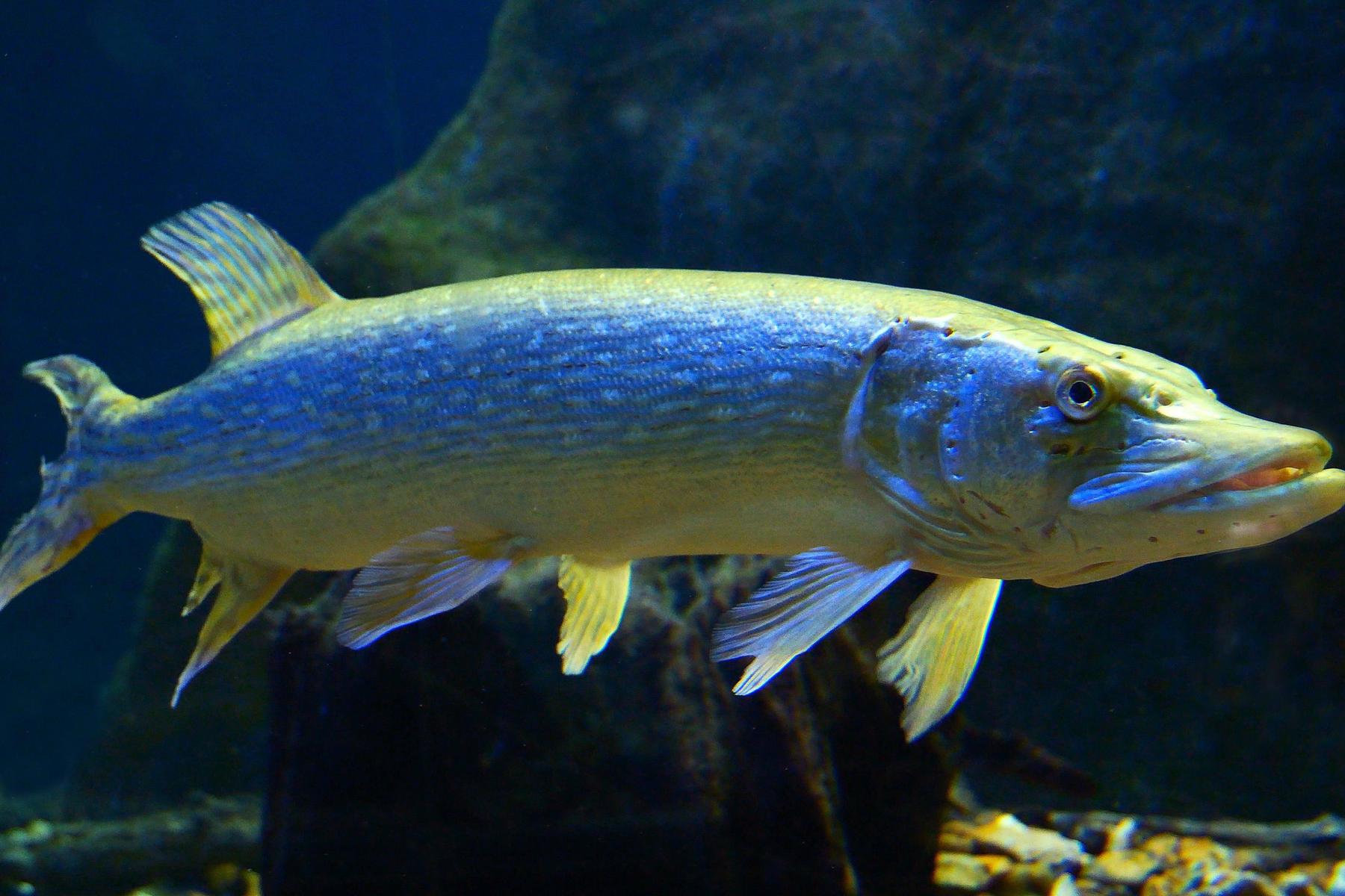 Faktencheck: Warum Artenreichtum bei Fischen den Zustand des Sees gefährdet