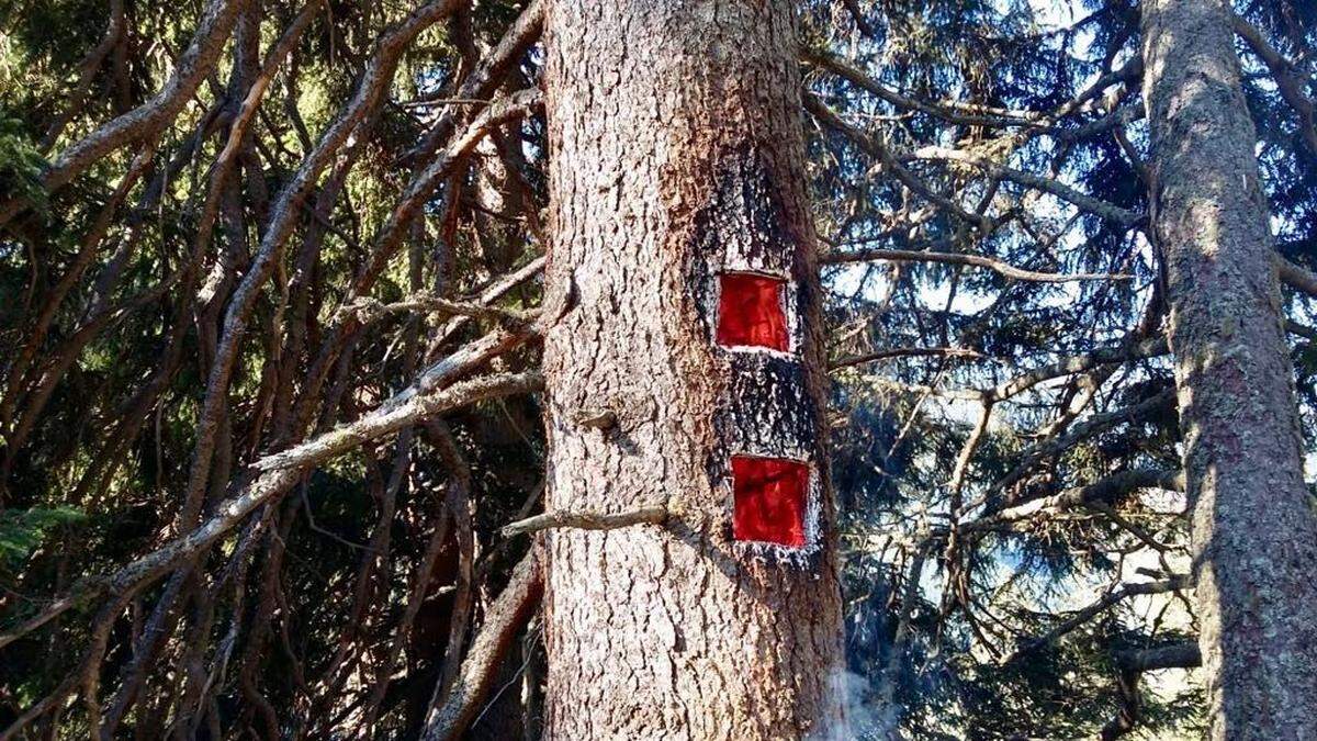 Nach einem Blitzschlag war das Innere des Baumes ein einziger Glutofen