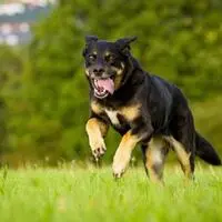 Zu einem Hundeangriff kam es im Bezirk Weiz (Symbolbild)
