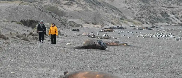 Dutzende tote Jungwale liegen entlang der Küste