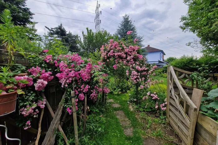 Achtung! Rechts im hellen Rosa: die "Raubritter", links "Super Dorothey"