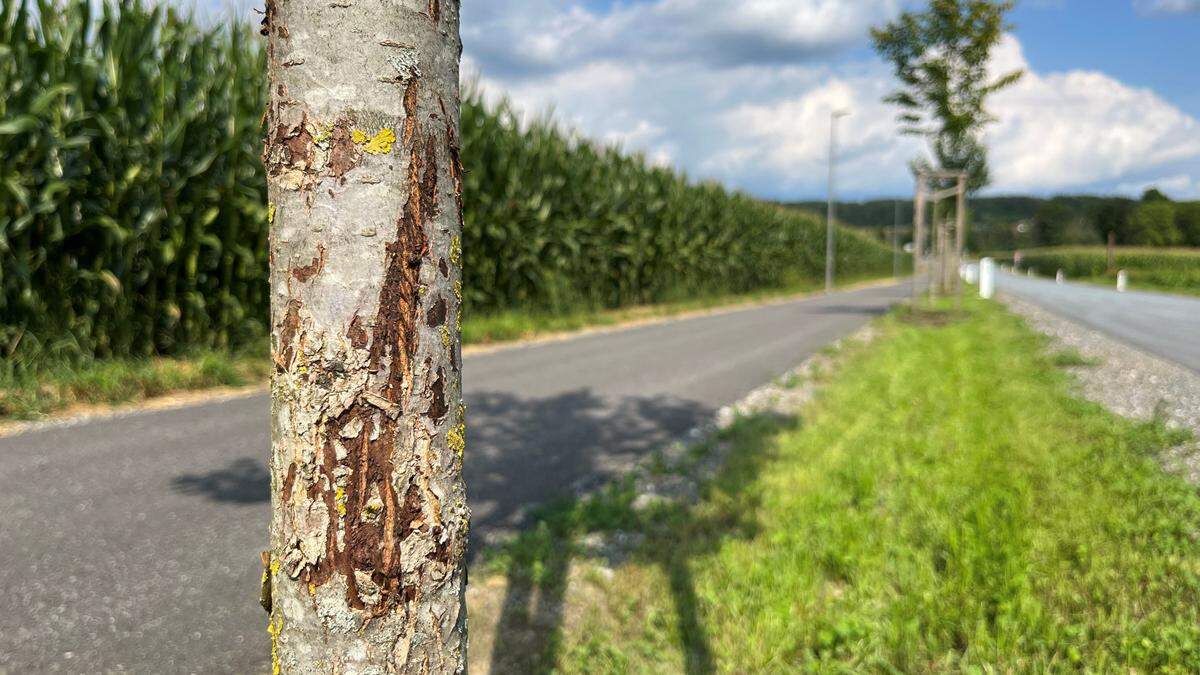 Insgesamt zehn Bäume wurden entlang der St. Ruprechter Südspange beschädigt