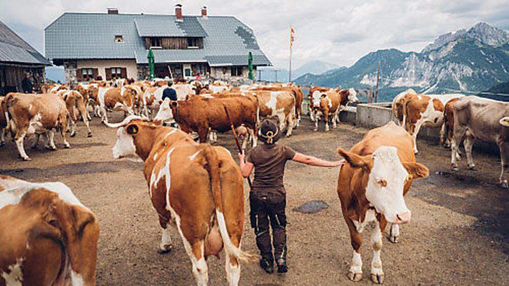Die Kuh-Flüsterin aus Osttirol hat auf der Tröpolacher Alm alles im Griff