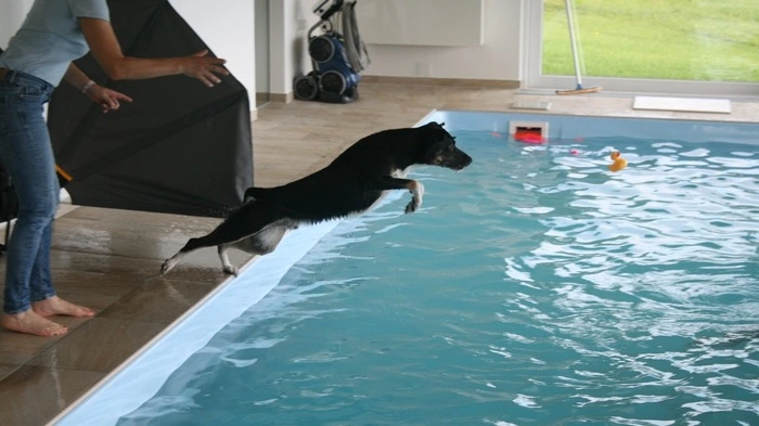 Ob Wellness oder Therapie - Hunde kommen im ersten Hundehallenbad beim "Eckhansl" voll auf ihre Kosten.