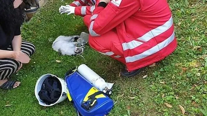 Katze gerettet 
