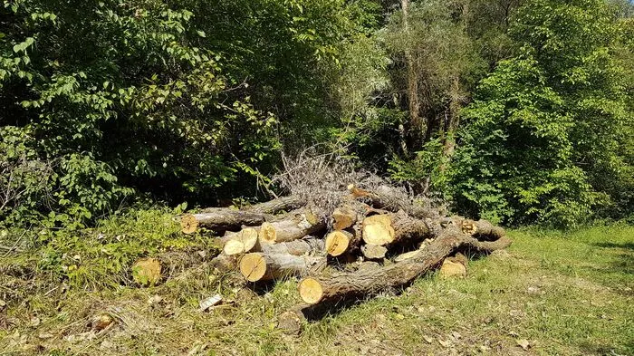 Die Grünen sind über den Baumschnitt schockiert, laut Stadt Graz war Gefahr in Verzug.