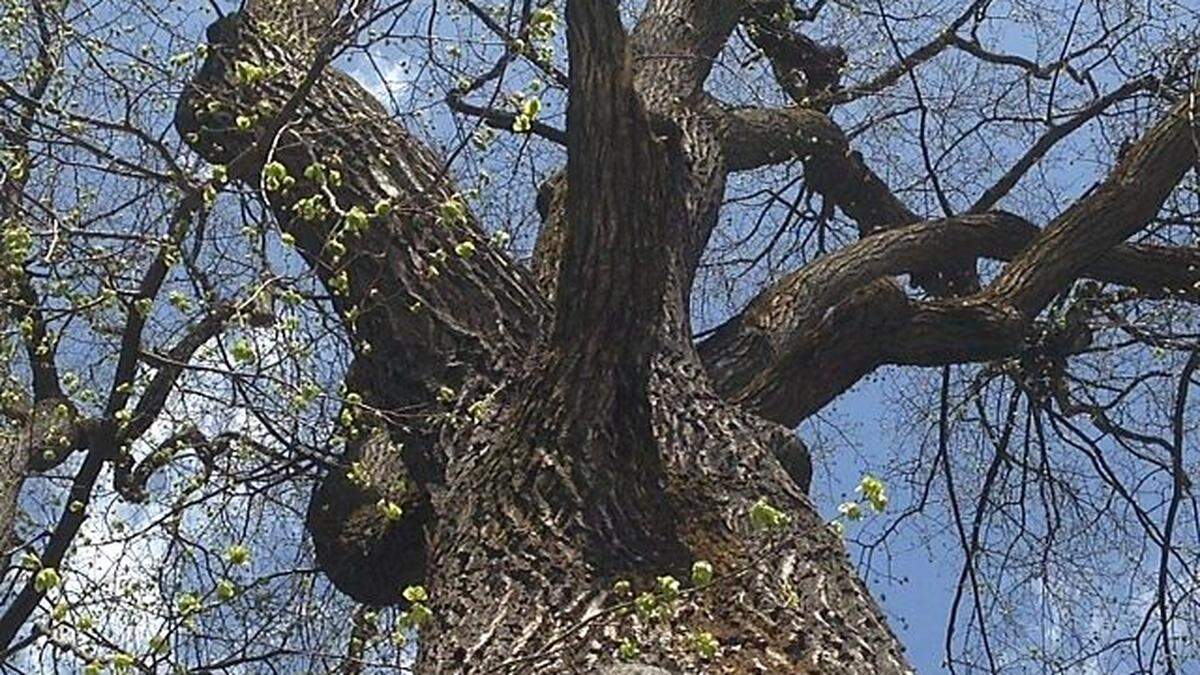 Imposant: die Sommerlinde in der Hafnerstraße