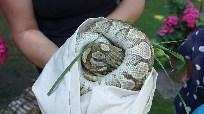 Eine Familie aus Feistritz/Drau fand heuer Ende Juli fünf ausgesetzte Riesenpythons. Doch das ist nur die Spitze des Eisbergs